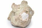 Oreodont (Eporeodon) Skull - South Dakota #217182-8